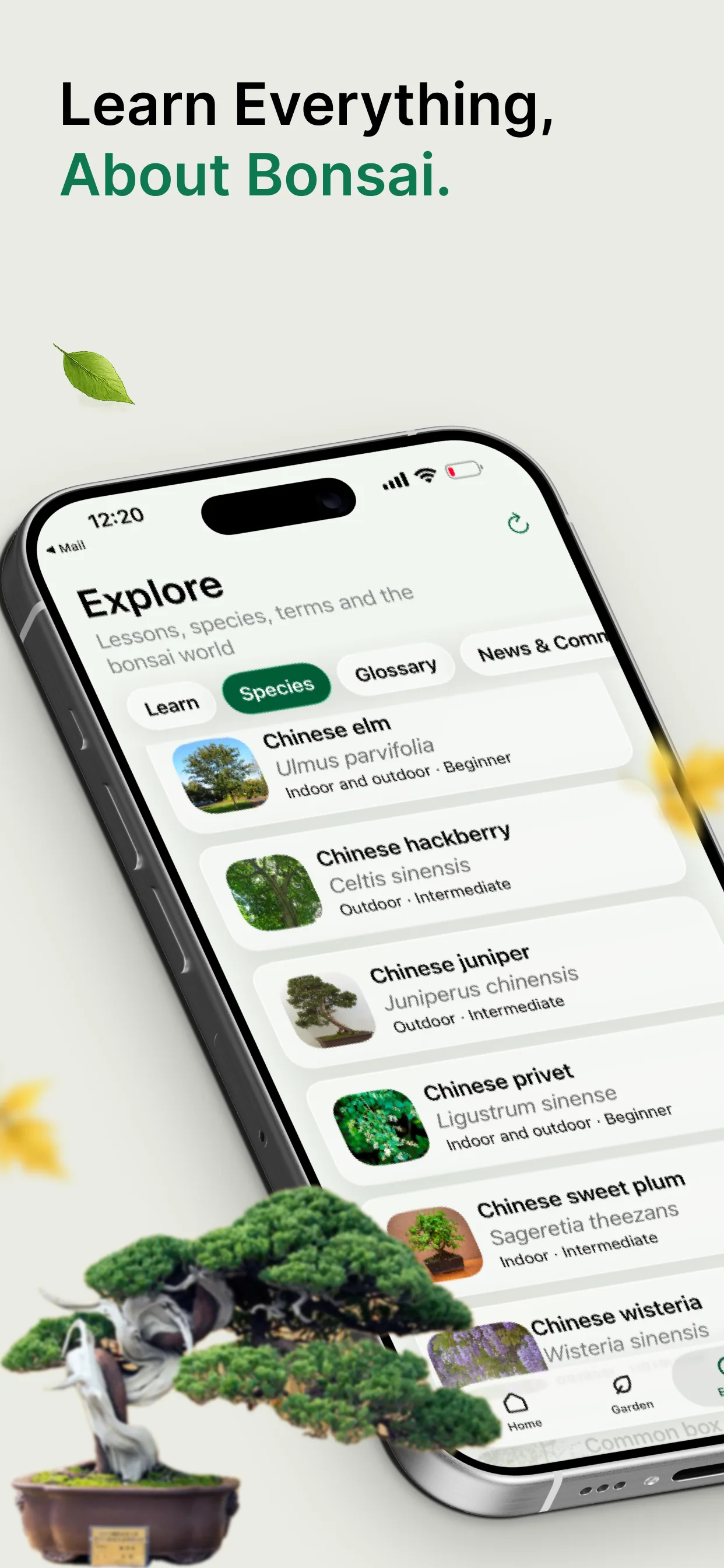 Learn everything about bonsai.